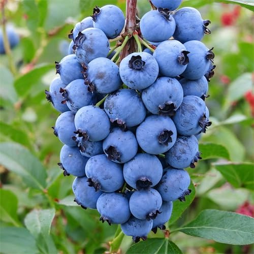 Arándano Duke (Vaccinium corymbosum) - 2 Plantas - Plantas Naturales Exterior de Holanda - Plantas de Exterior Resistentes - Decoracion Jardin, Macetas y Balcón - Sin Semillas, No Artificiales