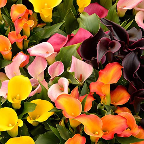 bulbi di calla - Zantedeschia aethiopica - giardino resistenti pascoli tappezzante esterni 5pcs