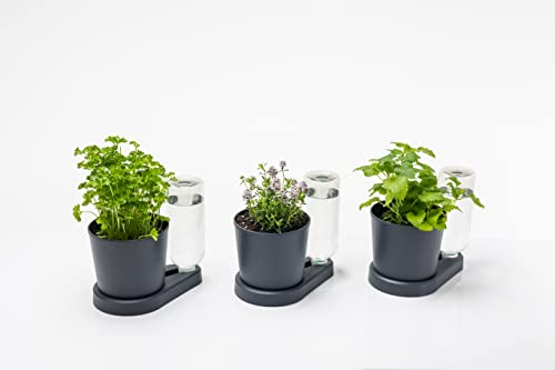 greevi kräuterheld 3er Set | Kräutertöpfe mit Selbstbewässerungssystem | Made in Germany | Kunststoff (Standard, anthrazit)