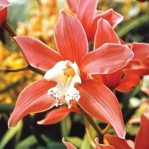 Cymbidium Blumenzwiebeln,Winterhart,Seltene Pflanzen,Cymbidium pflanzen mehrjährig,Cymbidium orchidee Pflanze,Dekorative blumen,Einfache Fürsorge,Gartenzwiebeln.-3zwiebeln-B