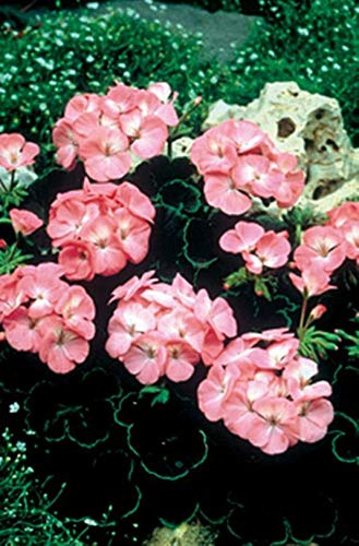 Geranium Zonal Black Velvet Series Rose Seeds