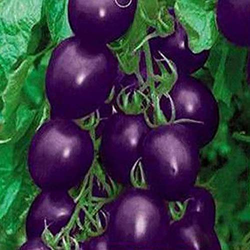 20 Pièces Graines de Tomates Violettes, Graine Tomate, Semences de Tomates Rares, Riche en Vitamines, Graines de Légumes à Semer pour Le Potager, Germination Élevée, Faciles à Planter