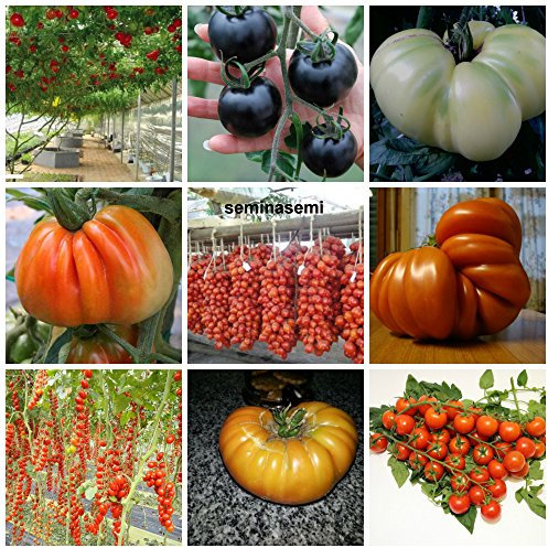 90 Semi POMODORO in 9 Varietà RARE e RICCHE di SOSTANTE NUTRITIVE, COLLEZIONE 3: 10 POMODORO GIGANTE ITALIANO, 10 CILIEGINO NERO,10 GIGANTE BIANCO,10 CUOR DI BUE, 10 PIENNELO DEL VESUVIO,10 TOMATO GIANT,10 DATTERINO,10 BIG RAINBOW,10 CERISE