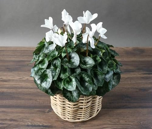 100 graines de fleurs de cyclamen blanc