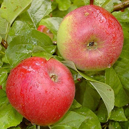 Prinz Albrecht von Preußen Herbstapfel Apfelbaum Zwergbaum M9 einjährig 100-120 cm 5 Liter Topfballen