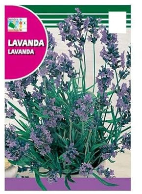 Semillas de Lavanda Común para Sembrar en Huerto y Jardín