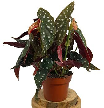 PLANTA NATURAL BEGONIA MACULATA M14 20CM PARA INTERIOR