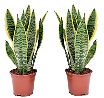 Plant in a Box - Sansevieria Laurentii - Set de 2 - Plante d'intérieur facile - Langue de belle-mère - Pot 12cm - Hauteur 30-40cm