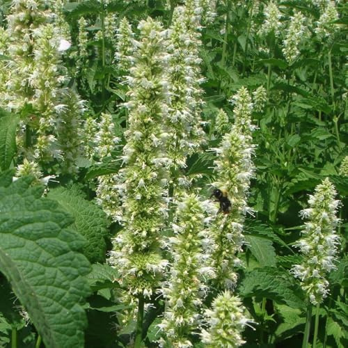 patchouli - bio bodendecker gartenkräuter kräutergarten 300samen