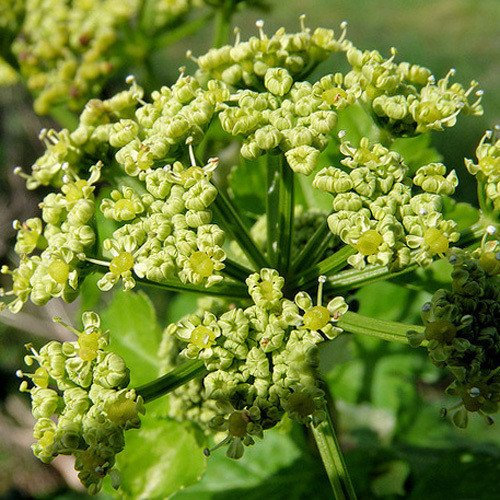 Plant World Seeds - Smyrnium Olusatrum Seeds (Perennial Flower Seeds)