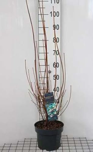 Enkianthus campanulatus - Andromede Campanulé, Enkianthe Campanulé 60-80 cm en pot