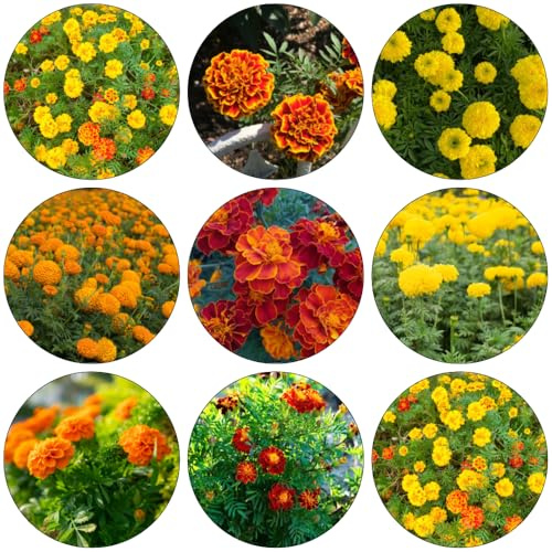 Tagetes erecta semillas de en extremadamente resistentes semillas de perennes resistentes jardín interior perenne 400pcs