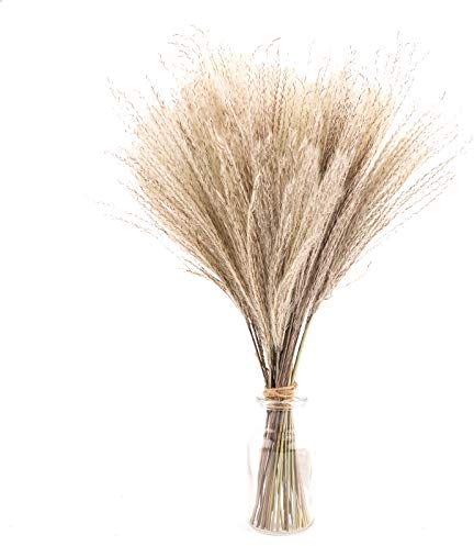 50 Pieces White Natural Dried Pampas Grass Artificial 40cm Boho Home Decor Natural Phragmites Communis Dried Flowers for Vases White Bouquet Flower Phragmites Wedding Holiday Party Decor (50A)