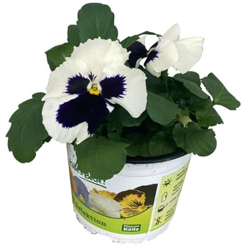 Pensamiento o Viola Nartural la Flor de Invierno que Nunca Pasa de Moda