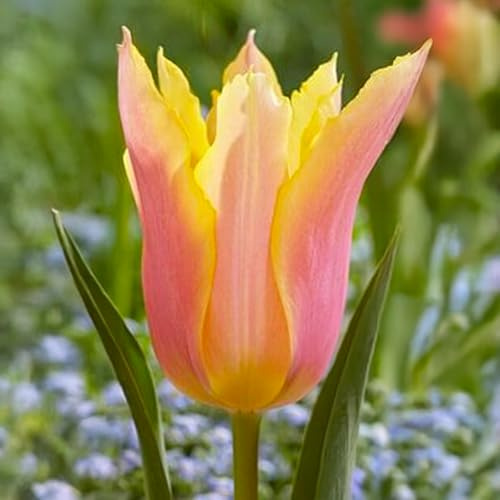 8 bulbes de Tulipes liliumformis 'Marianne' | Circonférence 12/+ cm | Bulbes provenant des meilleurs producteurs néerlandais | Sélection exclusive et contrôle qualité | Floraison garantie.