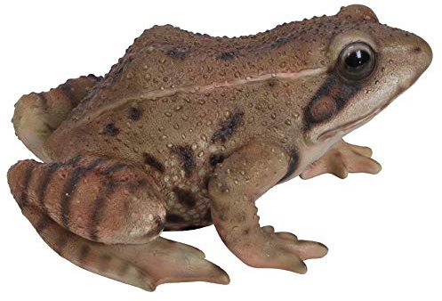 Vivid Arts Real Life Frog