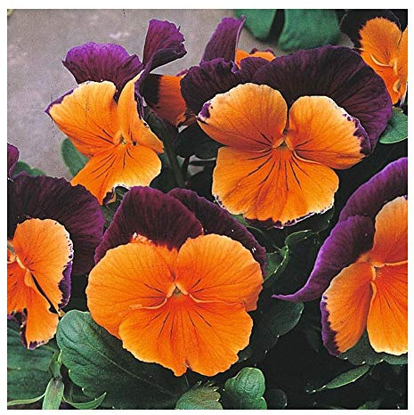 PREMIER SEEDS DIRECT - Pansy (Winter Hardy) - Jolly Joker F2-60 Seeds
