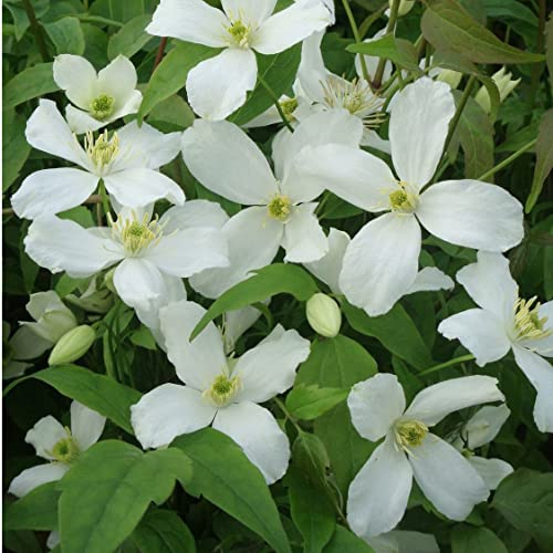 Clématite montana 'Grandiflora' – Clematis montana 'Grandiflora' – 50-60 cm pot