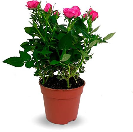 Rosal Mini DECOALIVE Planta Natural con Flores de Colores
