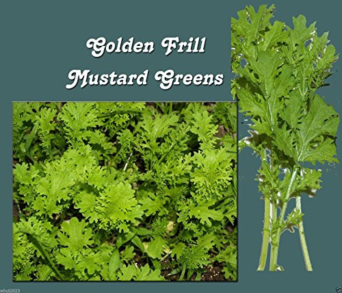 Golden Frills Mustard Green - 3000 Seed -Essential salad mix,20 days baby leaf !
