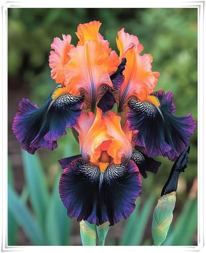 Bulbos de Iris - Adaptados al Clima Mediterráneo -Fáciles de Cultivar en Jardines y Macetas -Iris bulbos-10 Bulbos-E