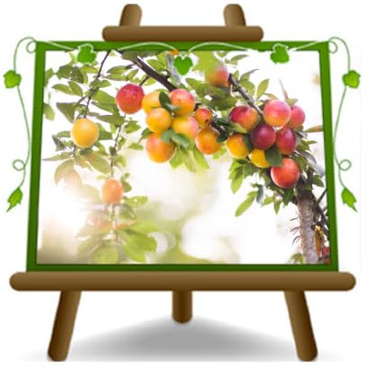 Pruniers Mirabolano 29C plante fruitière en pot 20 cm porte-greffe