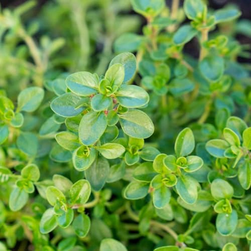 Carbeth Plants Thyme in 14cm Pot - Fresh Herb Plant for Culinary Use