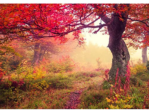 Runa Art Fototapete Herbst Wald 352 x 250 cm Vlies Tapeten XXL Moderne Wandtapete Wohnzimmer Schlafzimmer Braun Orange Rot 9079011a