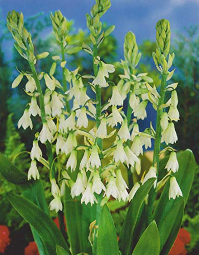 Galtonia Candicans Sommerhyazinthe Blumenzwiebeln (3 Blumenzwiebeln)