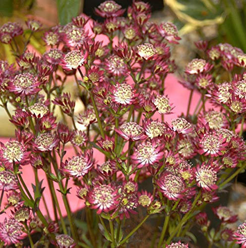 Sterndolde Claret - Astrantia major - Gartenpflanze
