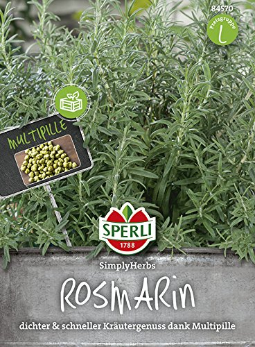 Sperli Rosmarinsamen SimplyHerbs 84570 - mediterraner Kräuterklassiker - mehrjährig - immergrün - Multipille, Kräutersamen, Rosmarinpflanzen
