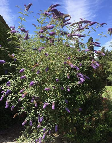 Buddleja Davidii albero della farfalla vaso 20 100 cm