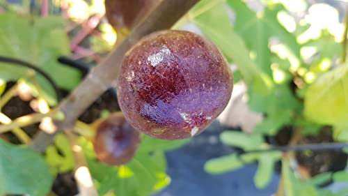 Ficus carica 'Osborn Prolific' / Figuier 'Osborn Prolific' / Conteneur de 2 à 2.9 litres