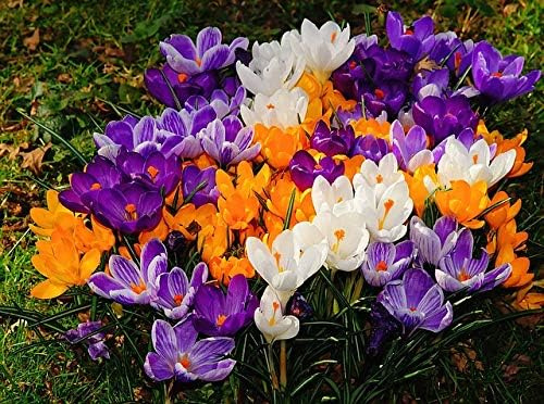 25 X Crochi Misti - Crocus Mix - Bulbi Alta Qualità (25)