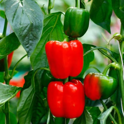 Pimiento Morrón Rojo Bell Pepper Seeds - Traditional Spanish Bell Peppers Quality Heirloom Seed