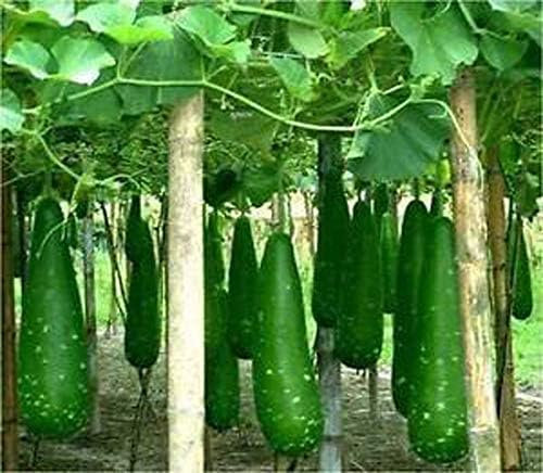 Bangladeshi Hybrid Vegetable Seeds/বাংলাদেশী উচ্চফলনশীল হাইব্রিড জাতের বীজ/High-Yield Variety (Bottle Gourd 5 Seeds)
