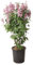 Kanada-Flieder, Syringa 'Minuet', sommerblühend, duftend, Schmetterlinge, Gartenstrauch, pflegeleicht