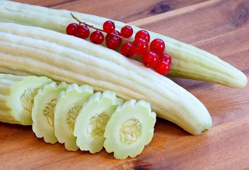 Armenische Gurke – Tortarello Abruzzese Chiaro – 40 cm und mehr – 20 Samen
