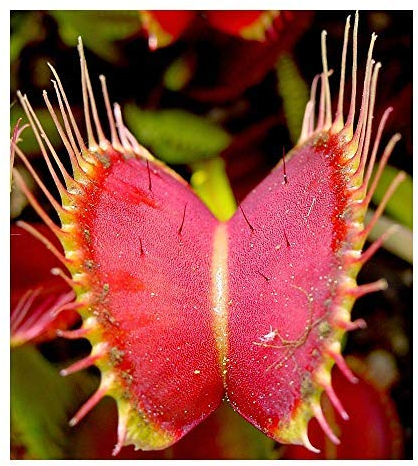 Exotic Plants Dionaea muscipula Dent Long - Venusfliegenfalle - 5 Samen