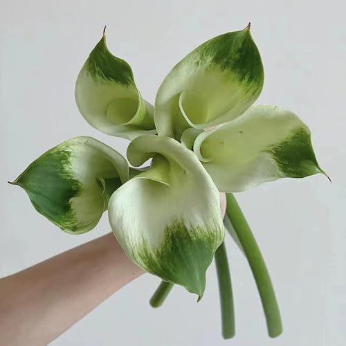 5 pcs zwiebeln calla winterhart mehrjährig - balkonpflanzen winterhart blumenzwiebeln winterhart, winterfeste pflanzen für balkon, balkon garten winterharte kübelpflanzen, pflanzen