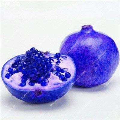 Frische Geraniensamen Pelargonium hortorum Blumensamen 20 Samen