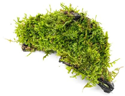 SubstrateSource Live Planted Decor - Christmas Moss (Vesicularia montagnei) on Driftwood - Low Light, Green Accent Freshwater Aquatic Plant, Foreground Aquarium Placement for Aquascaping - 1 Pack