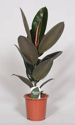 Ficus Elastica Abidjan – Ø 17 cm – 60 cm