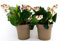 POWERS TO FLOWERS - BERGENIA BIANCA 2 PIANTE, pianta vera
