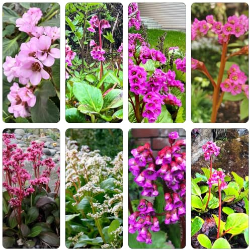 Bergenia de balcón primavera semillas de prados silvestres oficina interior exóticas verano prado silvestres, siembra otoño, perenne decorativas 400pcs