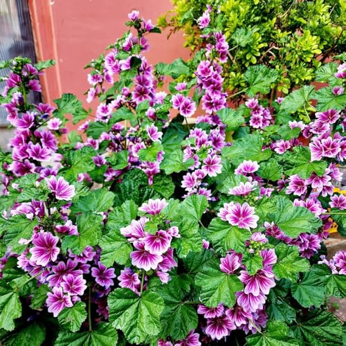 semillas de malva silvestre, jardín interior, balcón decoración 100pcs