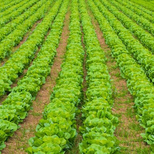 semillas de lechuga recoger lechuga - balcón invernadero, balcón lechuga de lechuga de invierno, invierno, resistentes para el jardín 50pcs