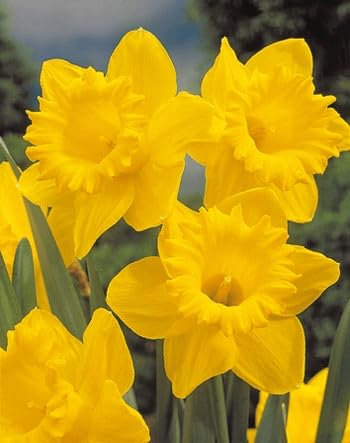 AGRONOM | Bulbi Narcisi - DUTCH MASTER | Bulbi fiori perenni | Fiori Giallo | I fiori meravigliosamente profumati sono piuttosto grandi, solitari o concentrati | Confezione da 3 Bulbi fiori