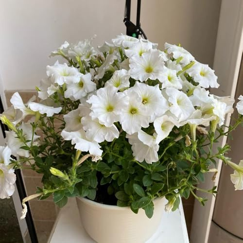 semillas de petunia balcón, petunia híbrida, decorativas resistentes para balcón de petunia colgante jardín rocas resistentes raras, decoración 400pcs