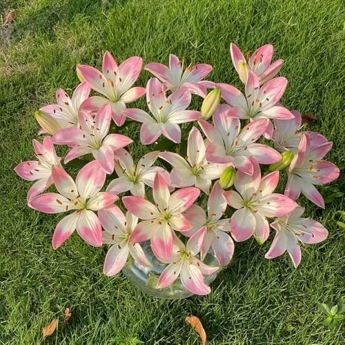 bulbos de lirio perennes resistentes - Decoración interior balcones 6pcs